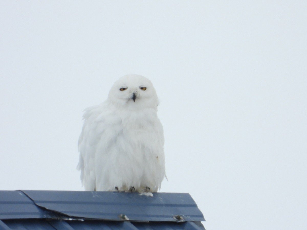 Snowy Owl - ML637489616
