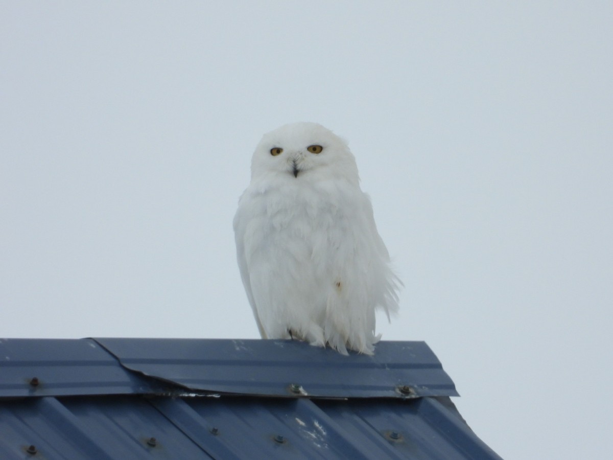 Snowy Owl - ML637489618