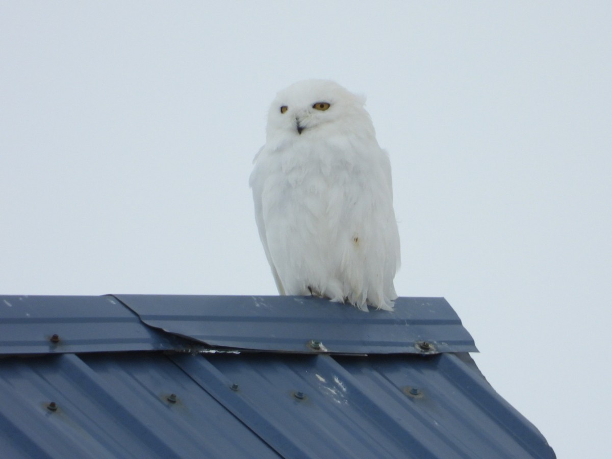 Snowy Owl - ML637489621