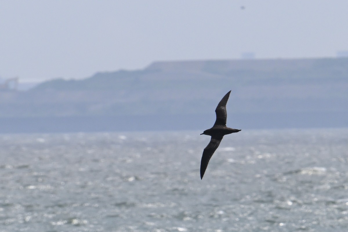 Short-tailed Shearwater - ML637489632