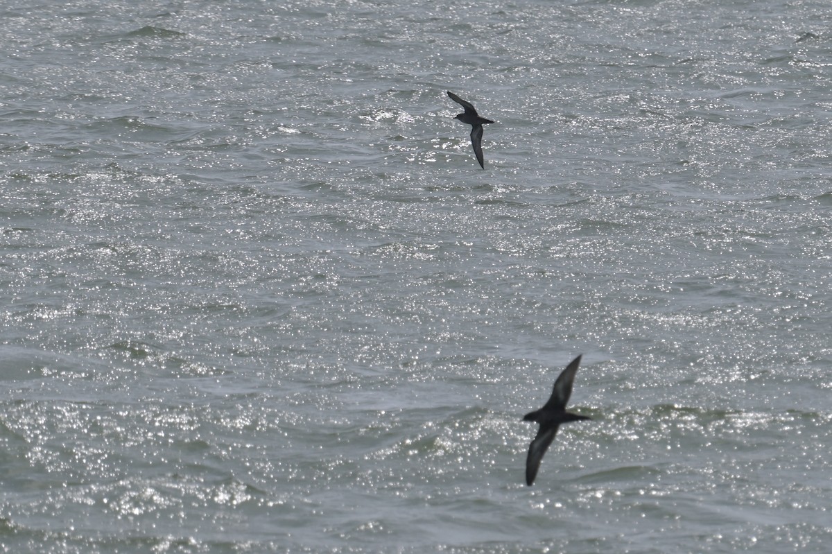 Short-tailed Shearwater - ML637489633