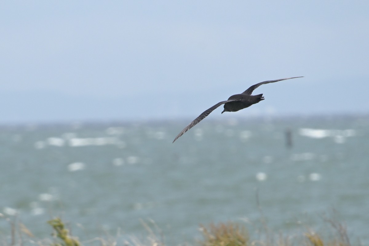 Short-tailed Shearwater - ML637489634