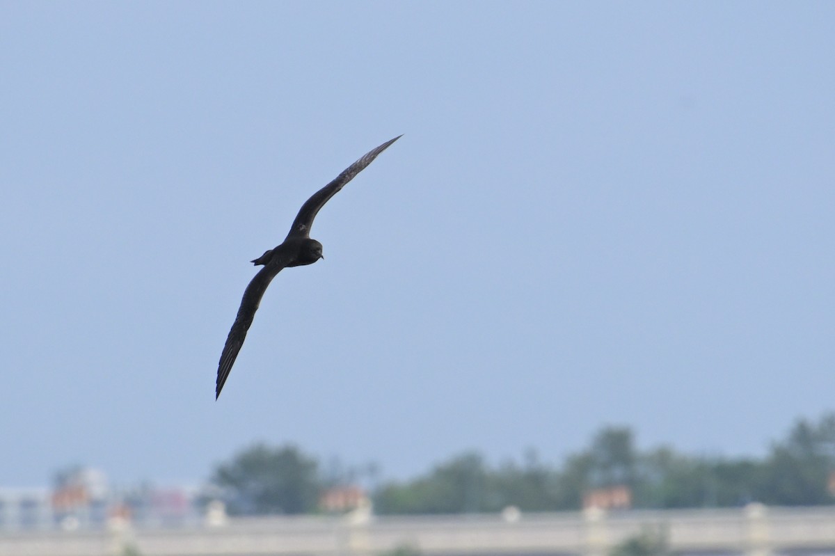 Short-tailed Shearwater - ML637489646
