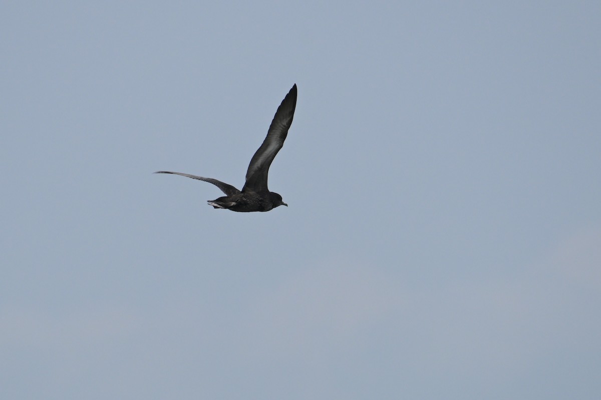 Short-tailed Shearwater - ML637489647