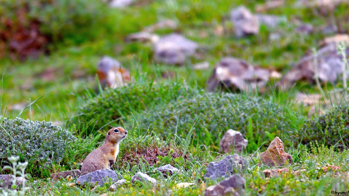 Asia Minor Ground Squirrel - ML637489656