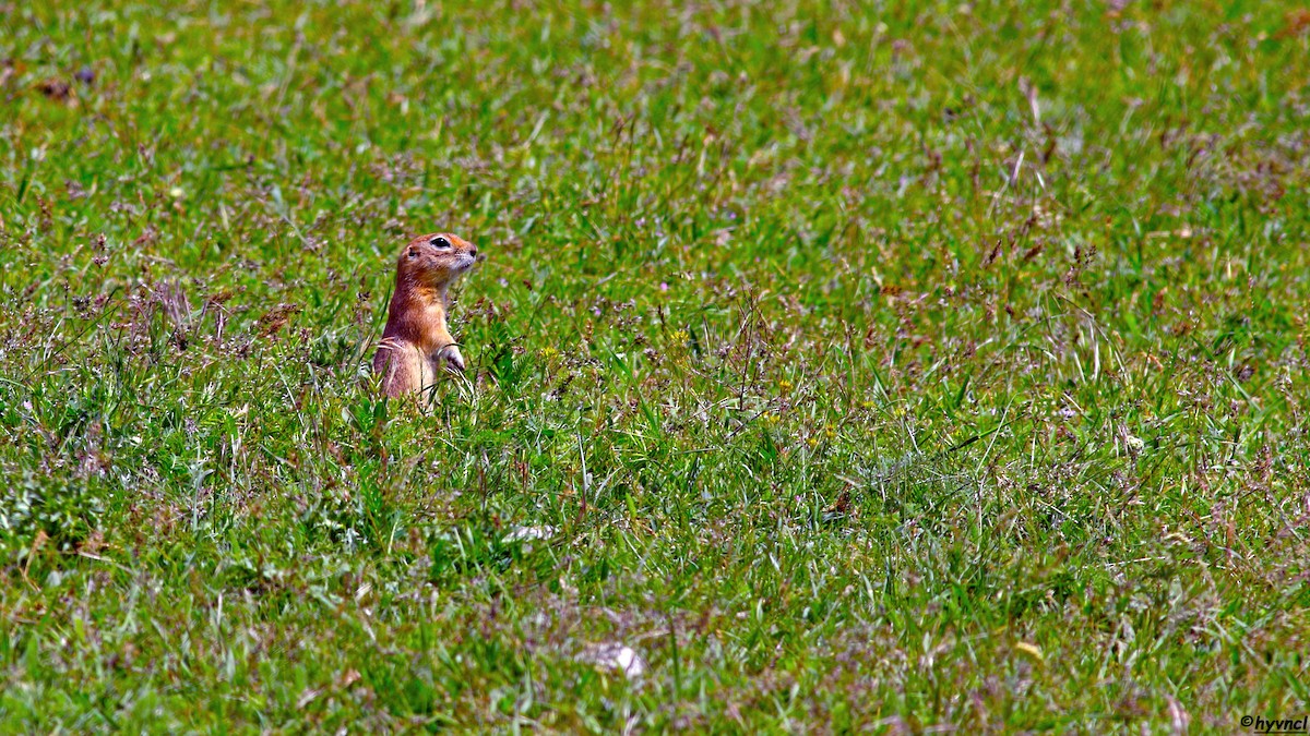 Asia Minor Ground Squirrel - ML637489658