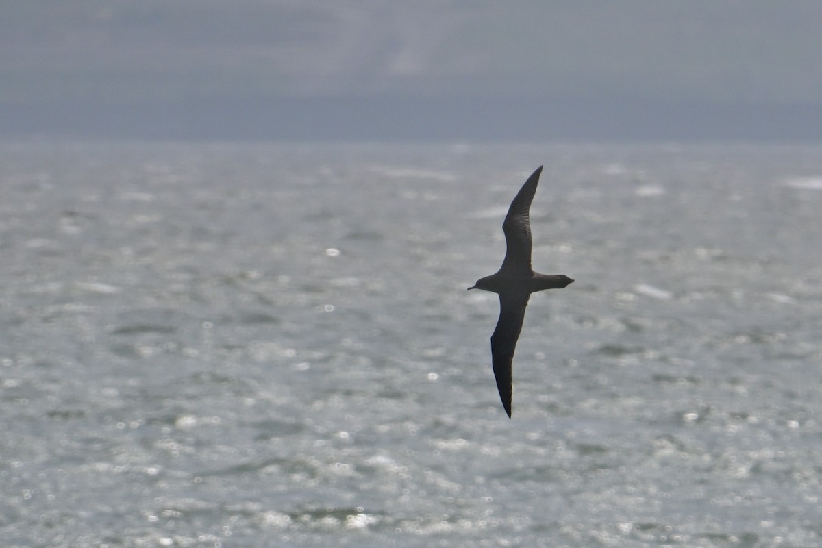 Short-tailed Shearwater - ML637489661