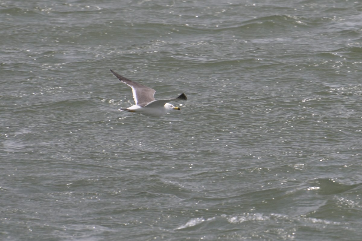 Black-tailed Gull - ML637489667