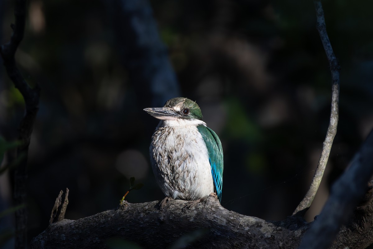 Torresian Kingfisher - ML637489671