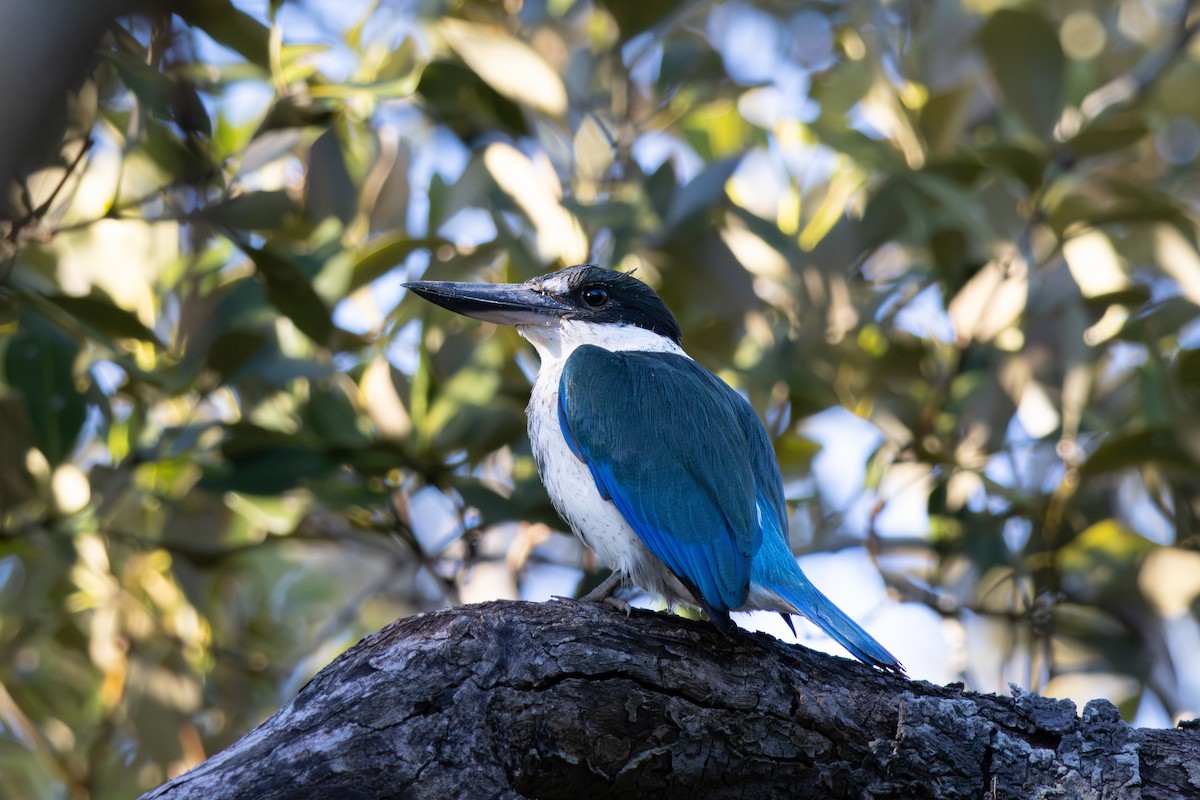 Torresian Kingfisher - ML637489673