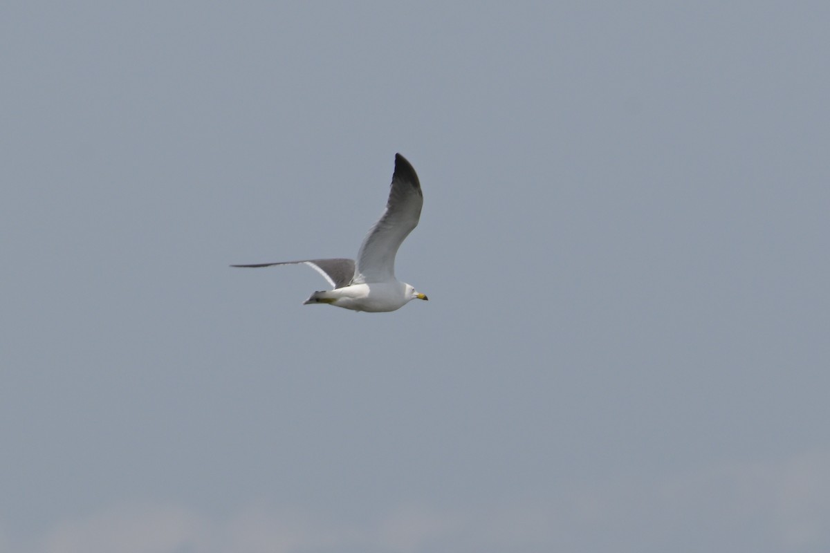 Black-tailed Gull - ML637489674