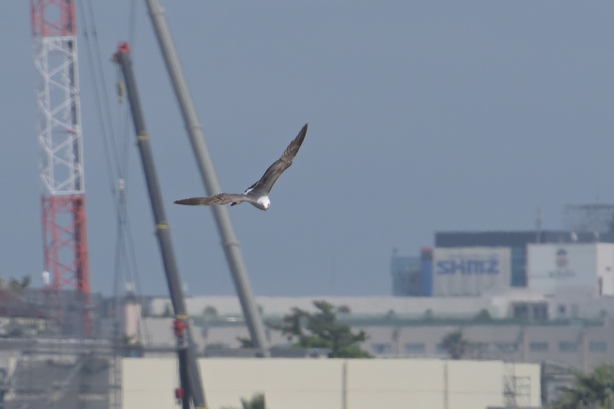 Black-tailed Gull - ML637489699