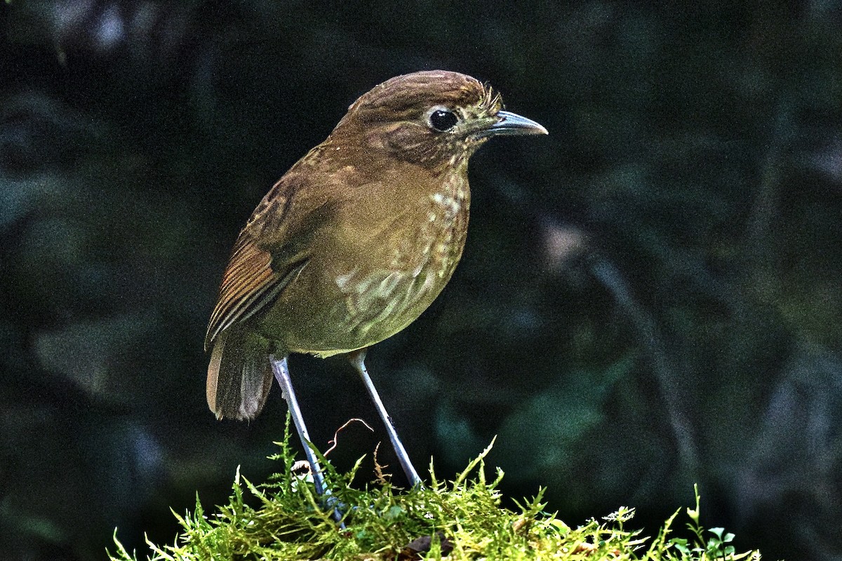 Brown-banded Antpitta - ML637489701