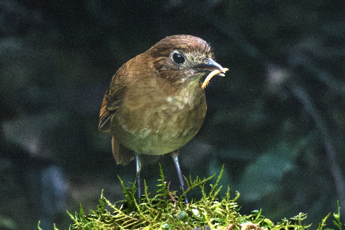 Brown-banded Antpitta - ML637489702