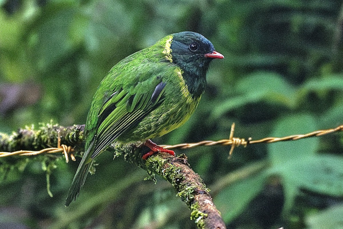 Green-and-black Fruiteater - ML637489720