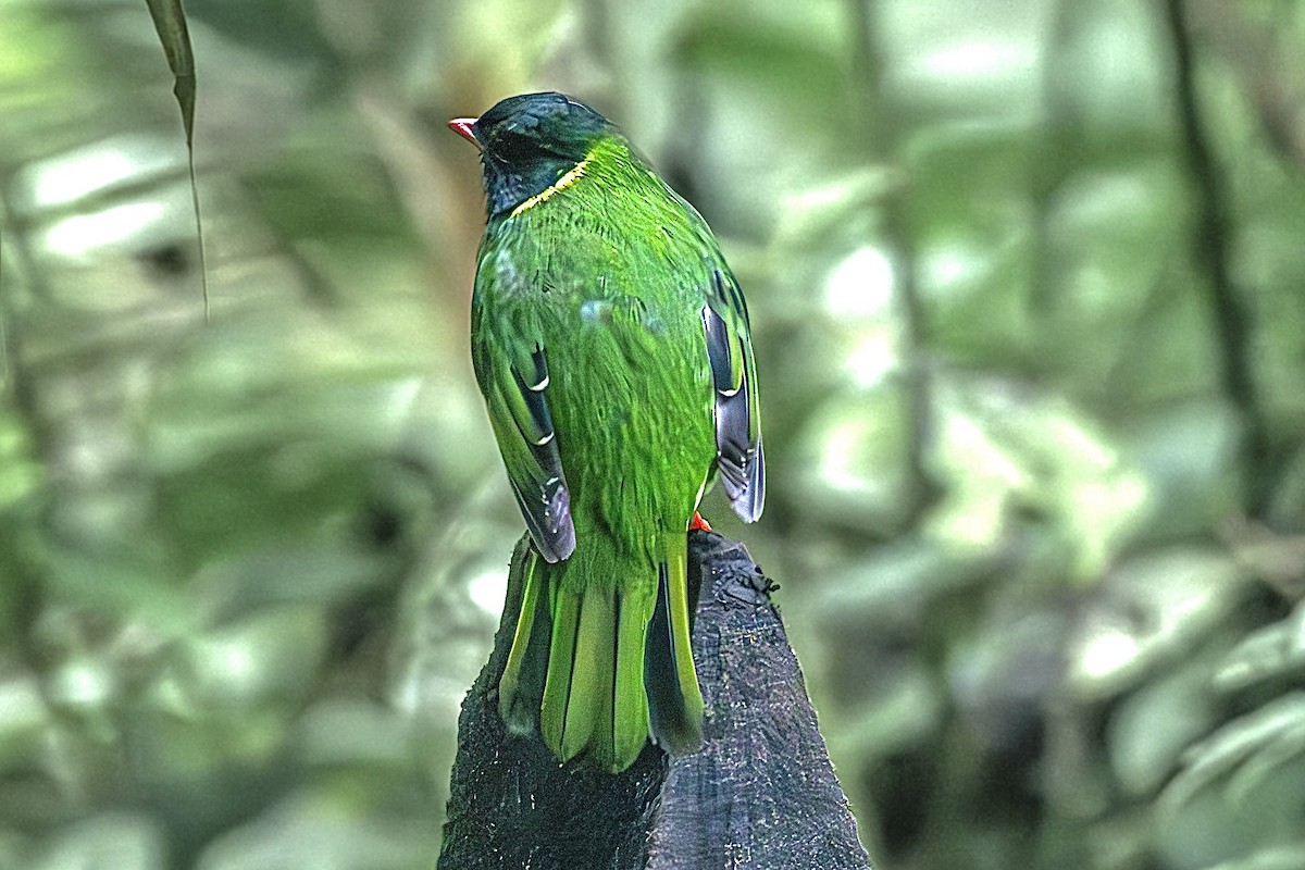 Green-and-black Fruiteater - ML637489721