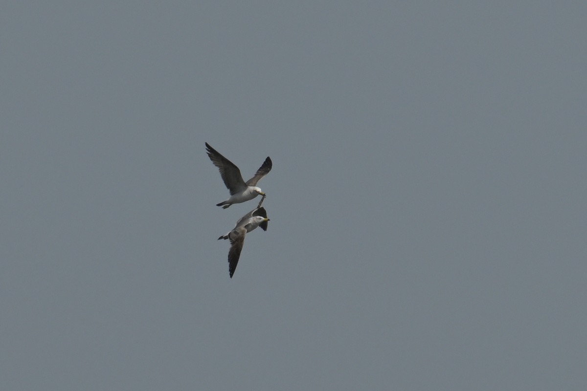 Black-tailed Gull - ML637489723