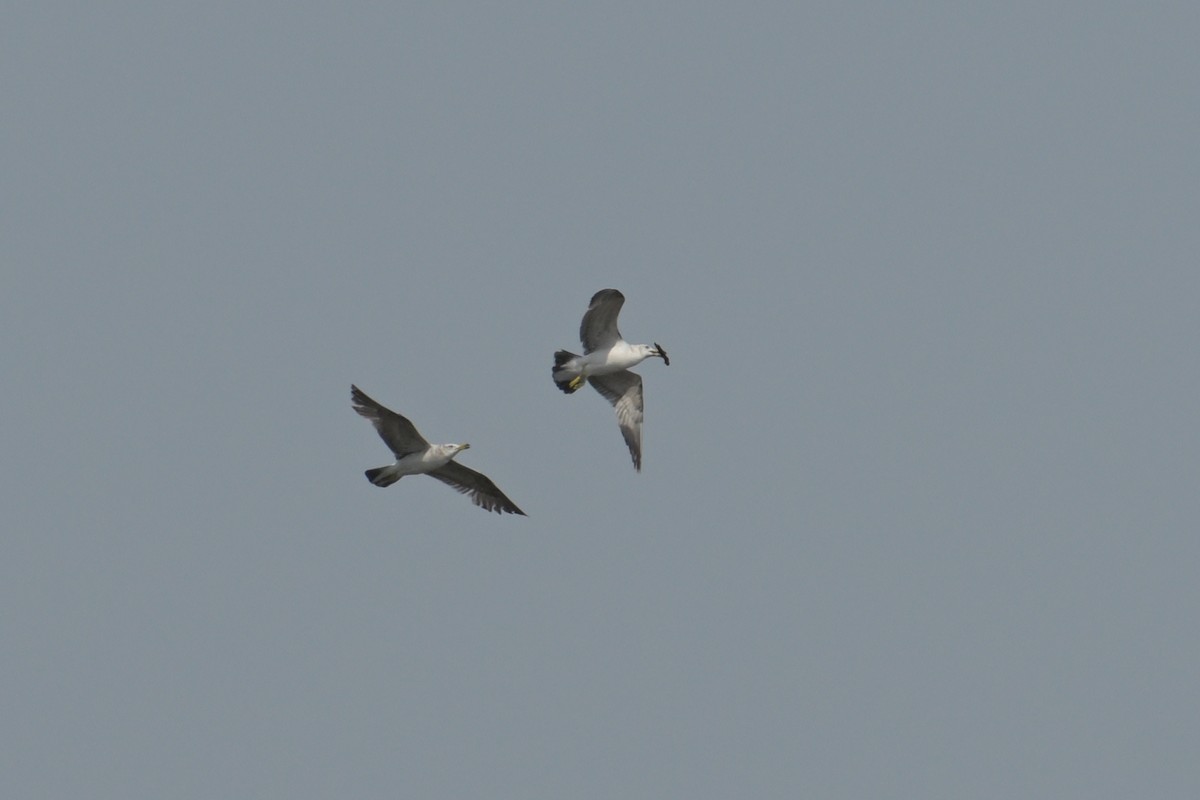 Black-tailed Gull - ML637489725