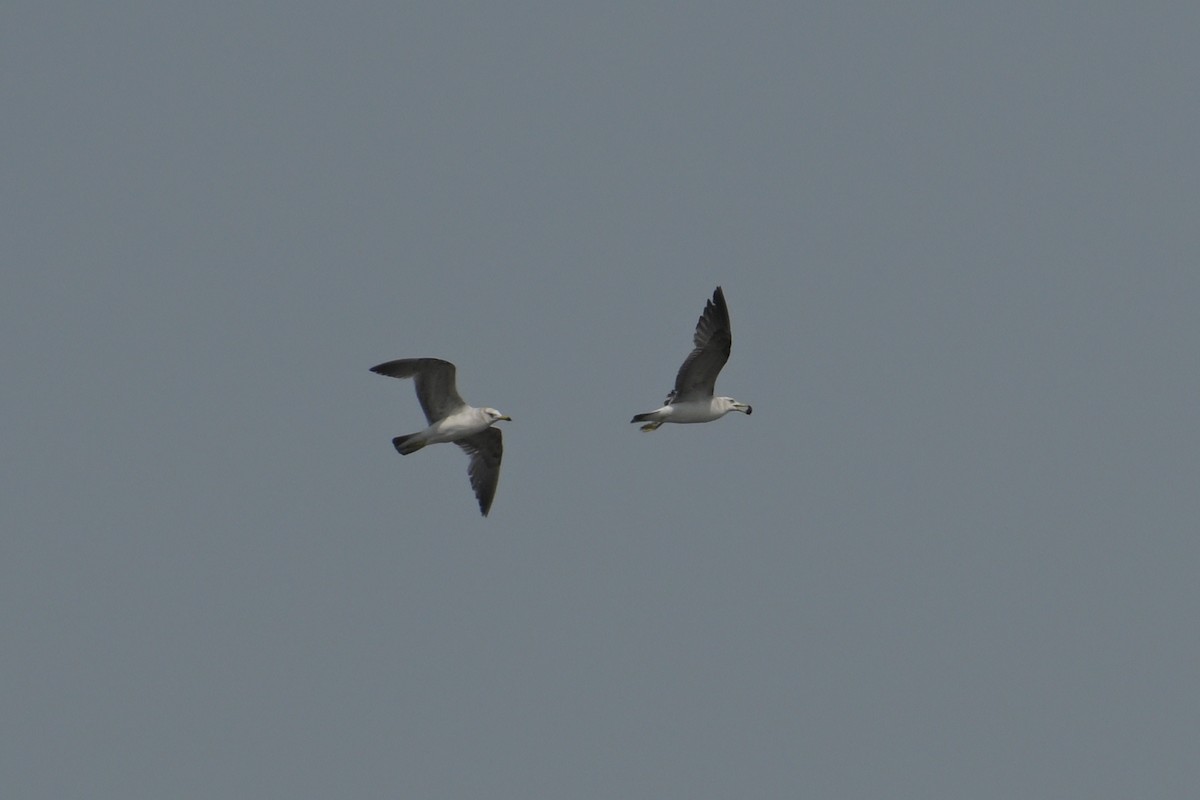 Black-tailed Gull - ML637489727