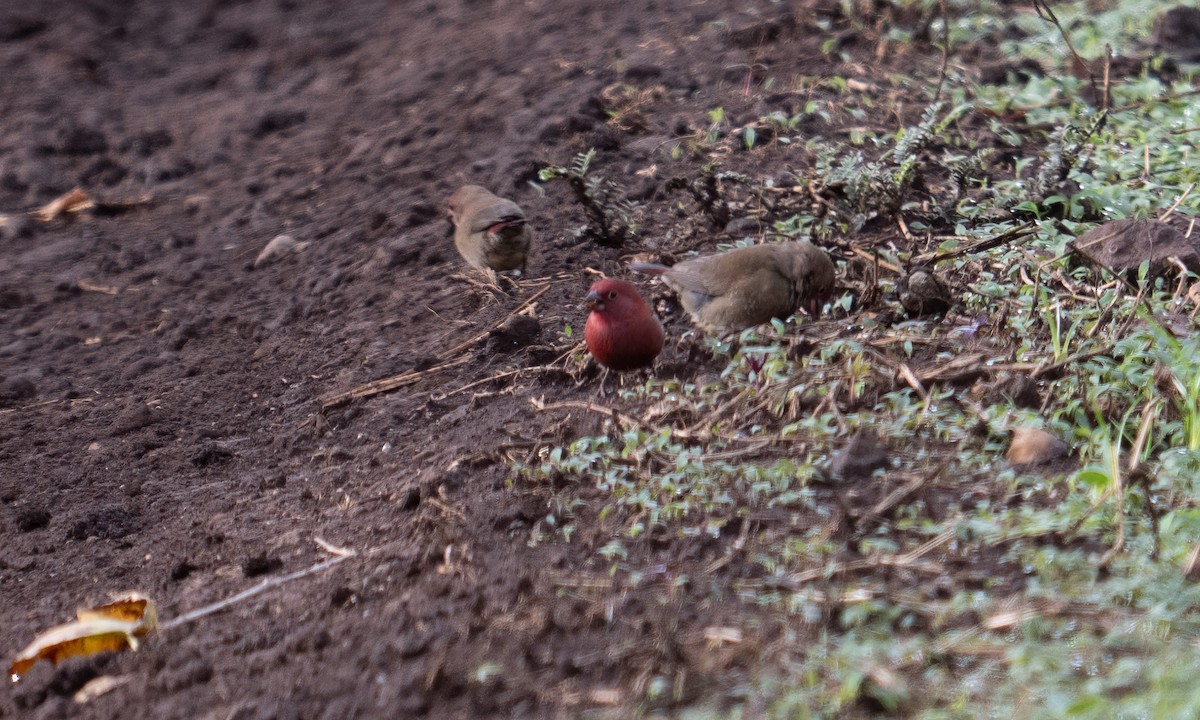 Jameson's Firefinch - ML637489739