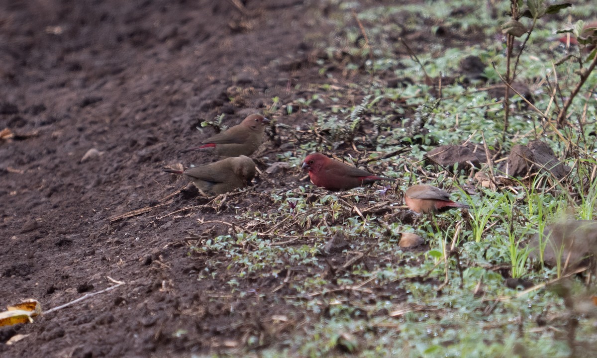 Jameson's Firefinch - ML637489741