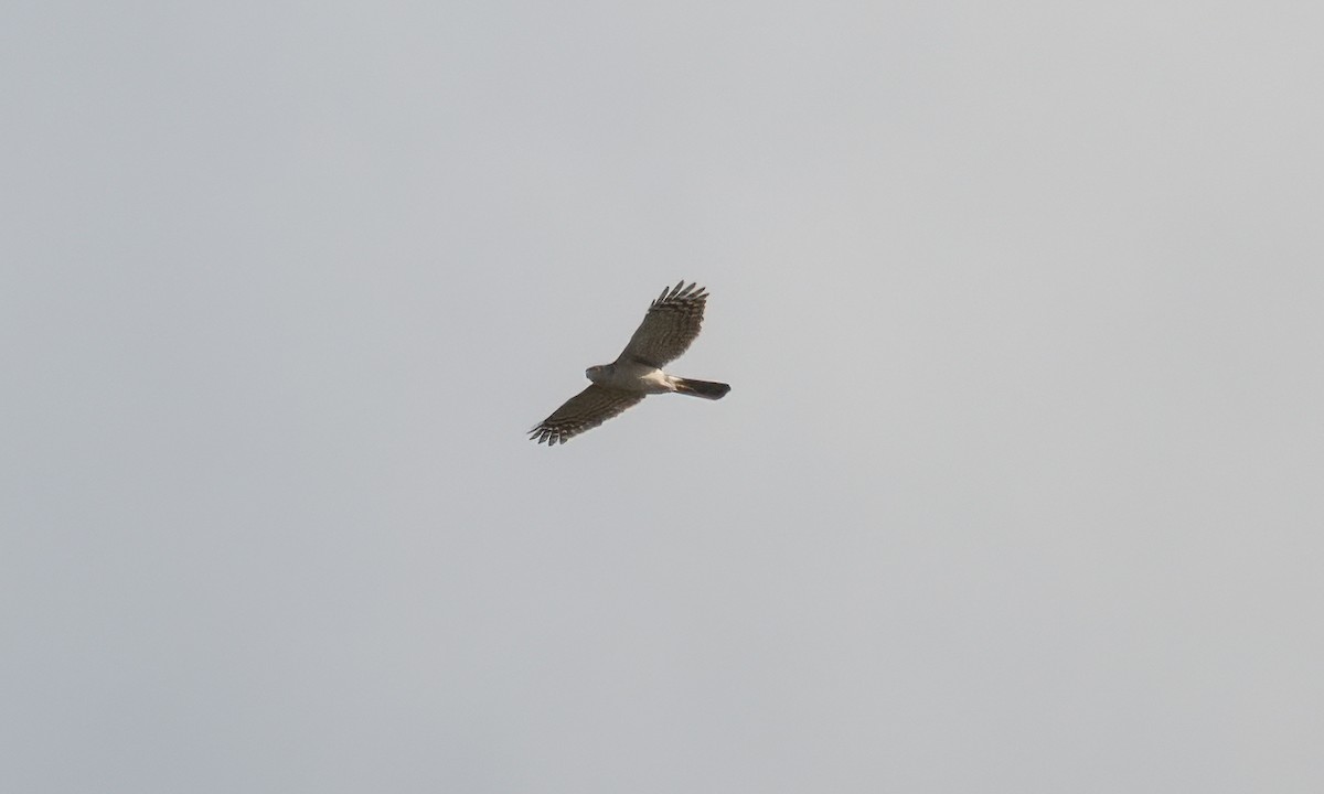 African Goshawk - ML637489751