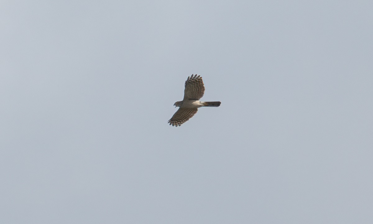 African Goshawk - ML637489752
