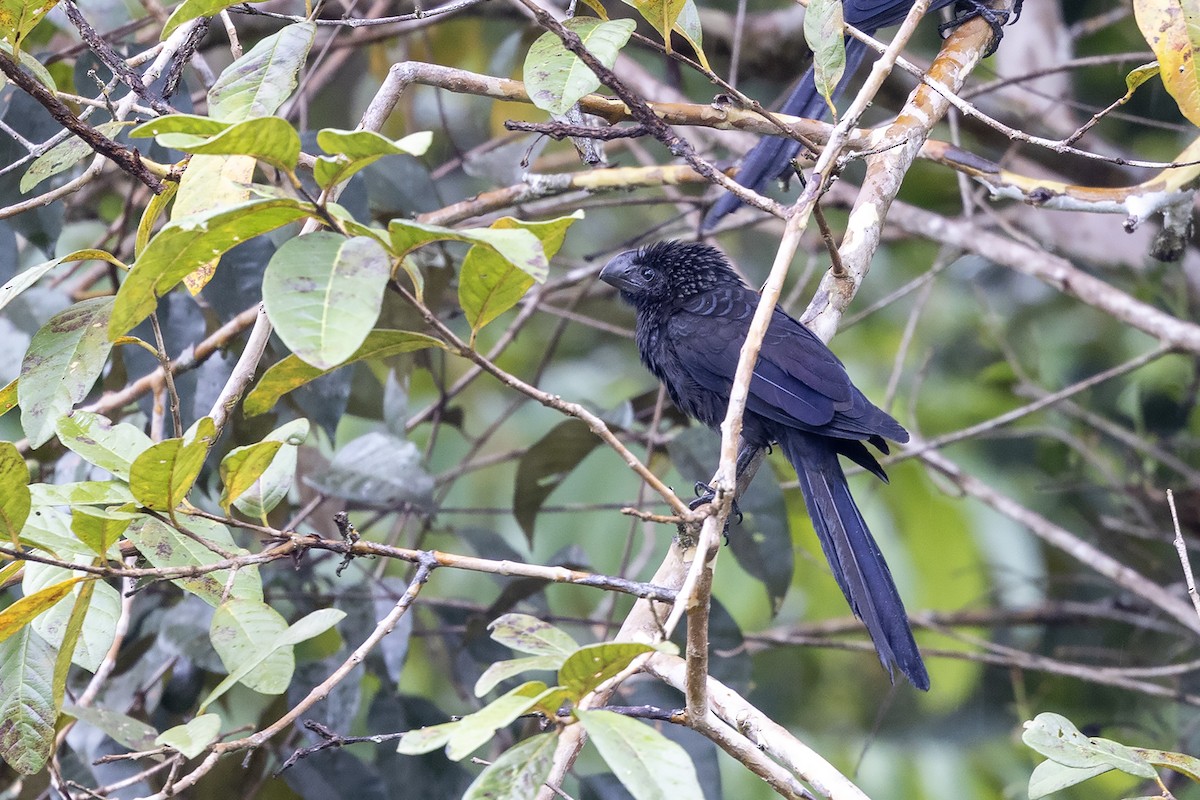 Smooth-billed Ani - ML637489762