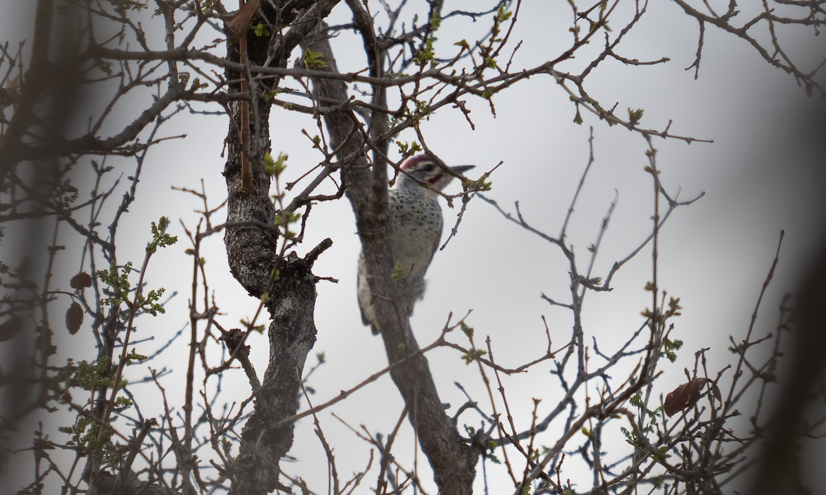 Nubian Woodpecker - ML637489786