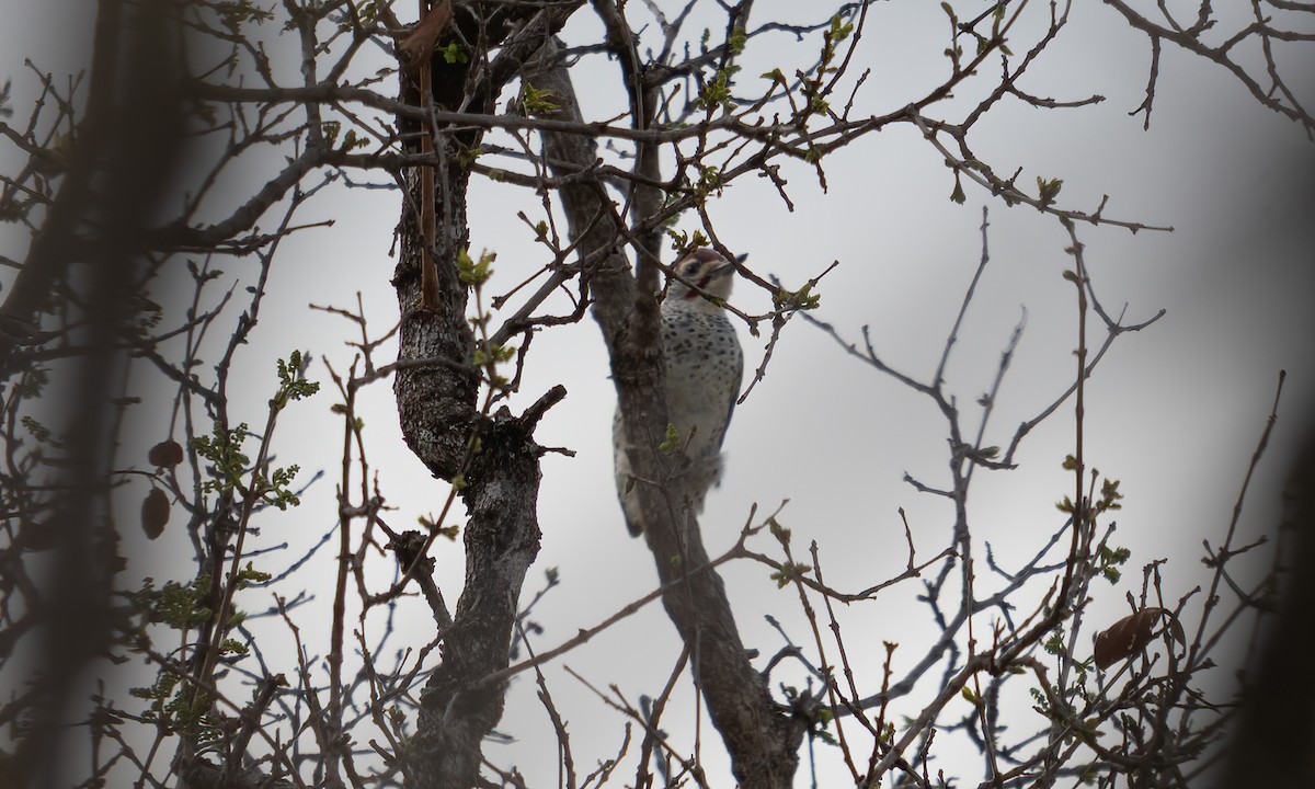 Nubian Woodpecker - ML637489787