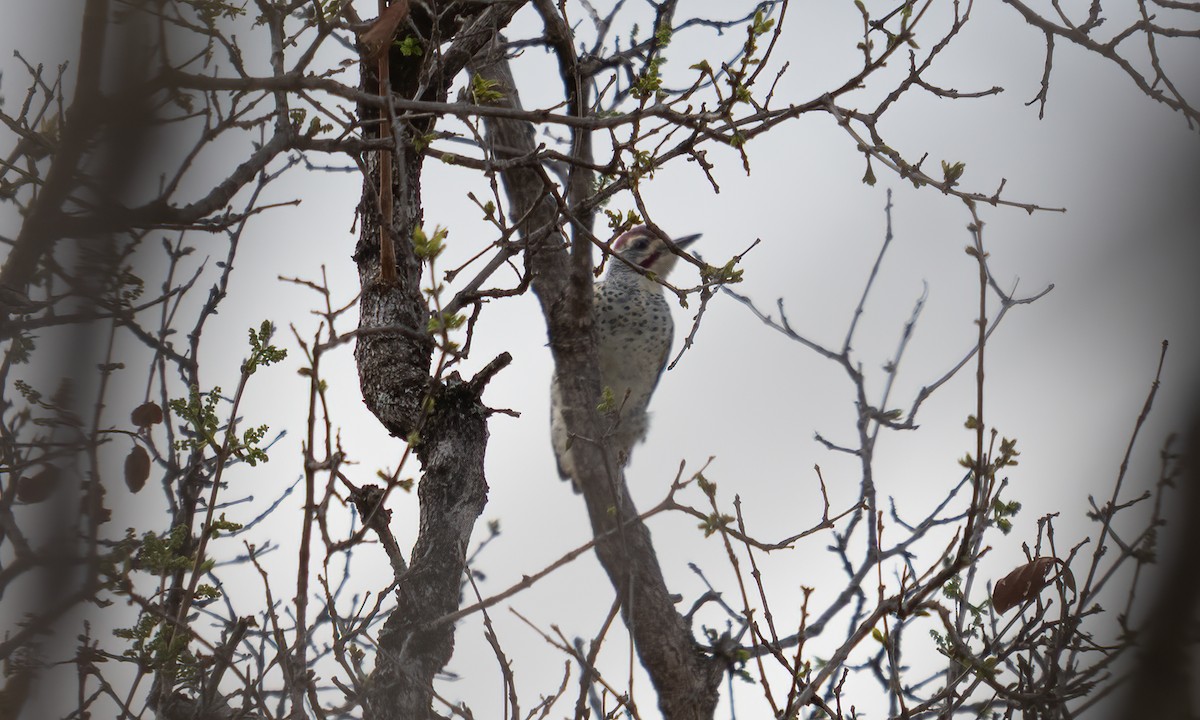 Nubian Woodpecker - ML637489789