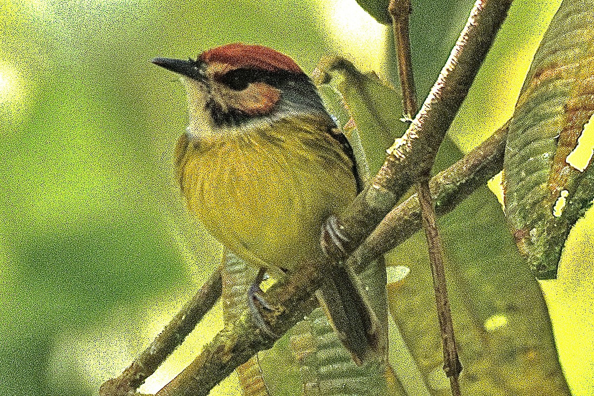 Rufous-crowned Tody-Flycatcher - ML637489824