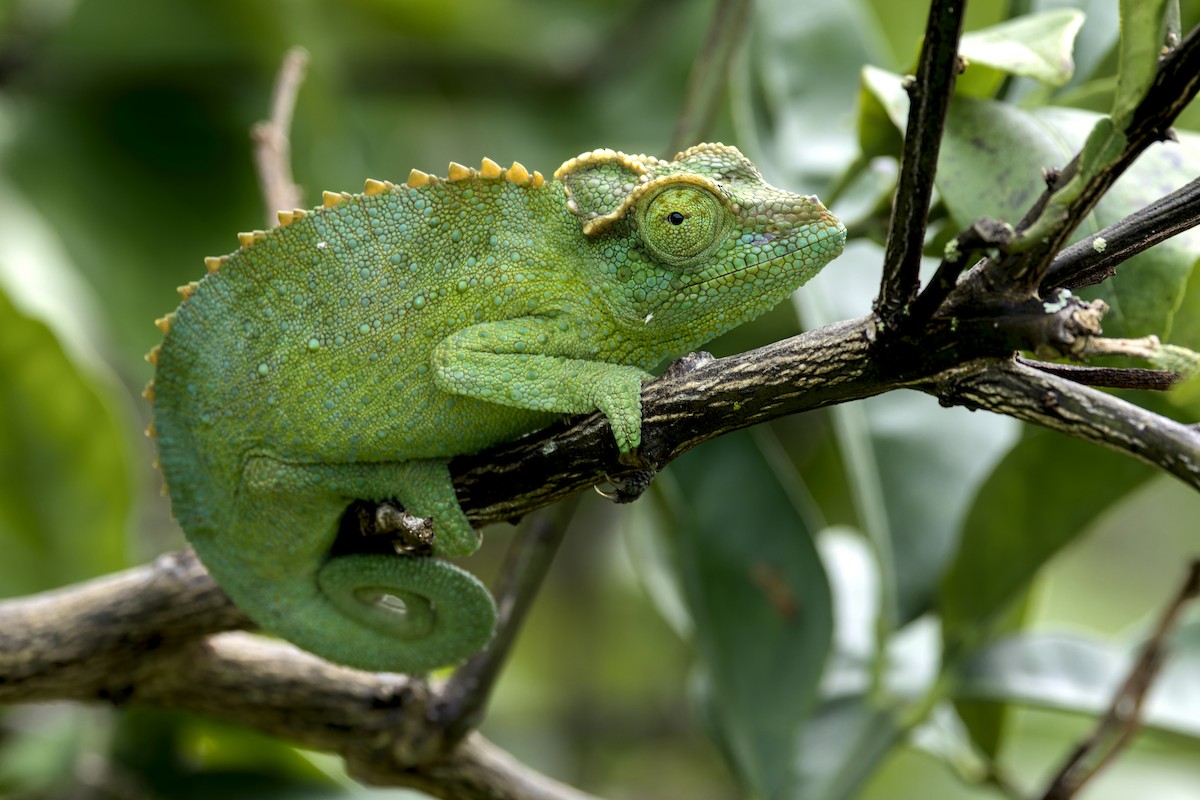 Jackson's Chameleon - ML637489896
