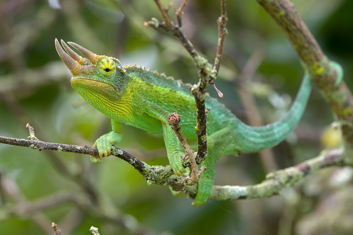 Jackson's Chameleon - ML637489899