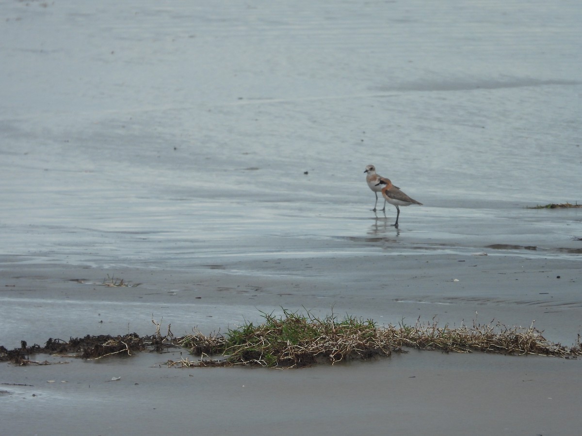 Tibetan Sand-Plover - ML637489930