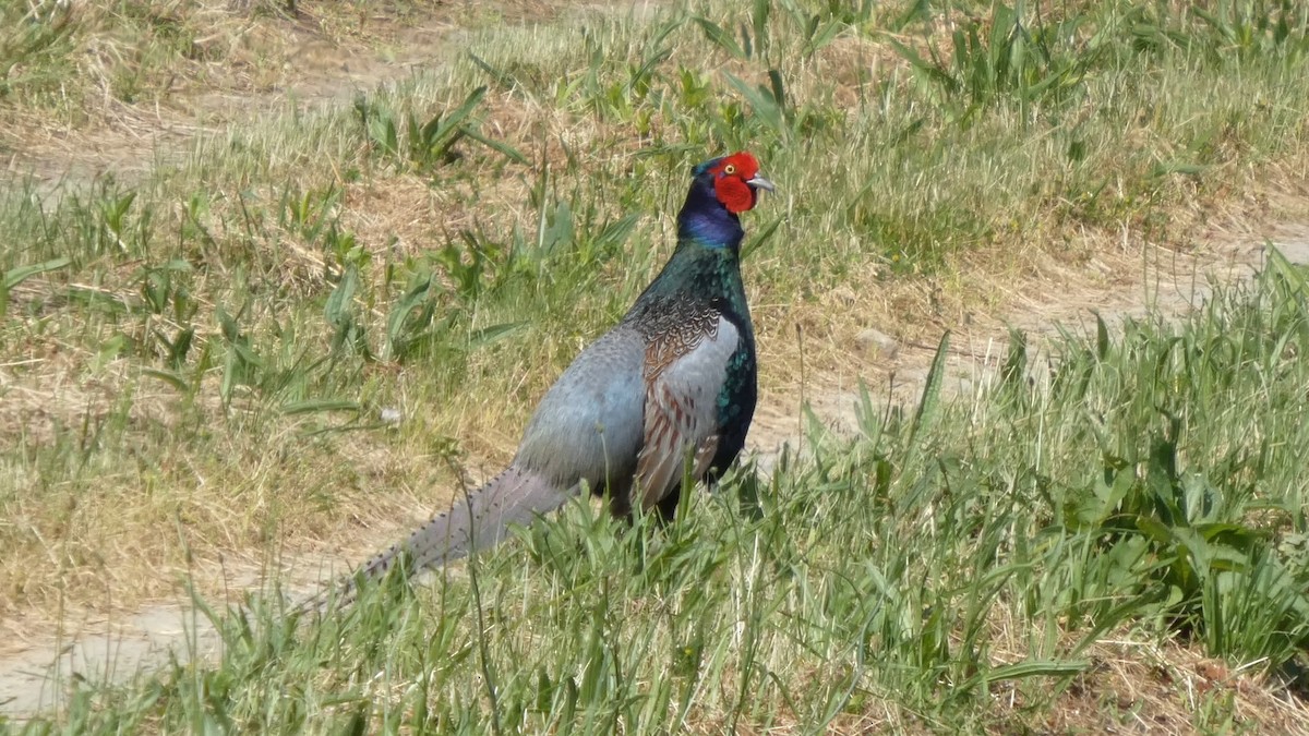 Yeşil Sülün - ML637489940