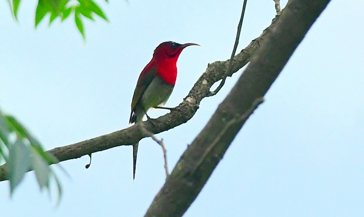 Crimson Sunbird - ML637490006