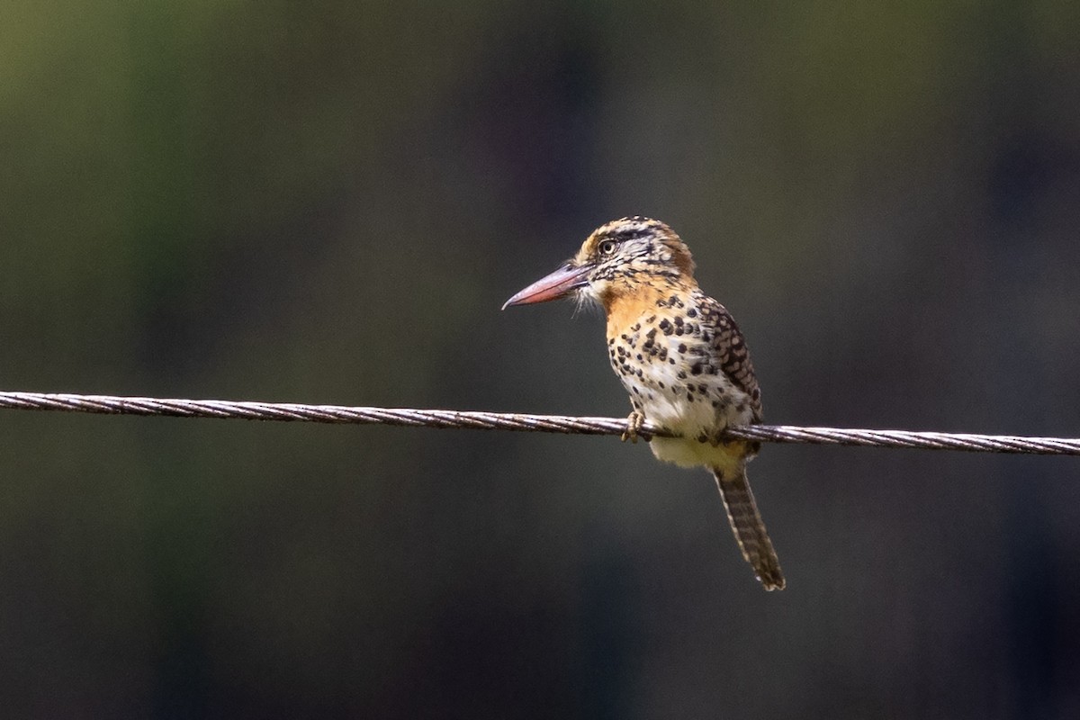 Spot-backed Puffbird (Spot-backed) - ML637490072