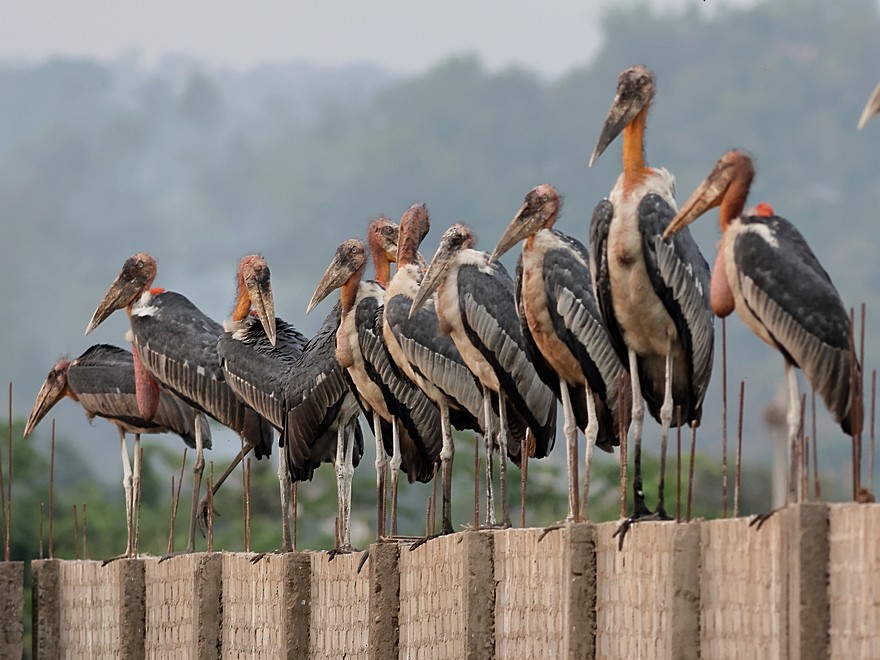 Greater Adjutant - ML637490154