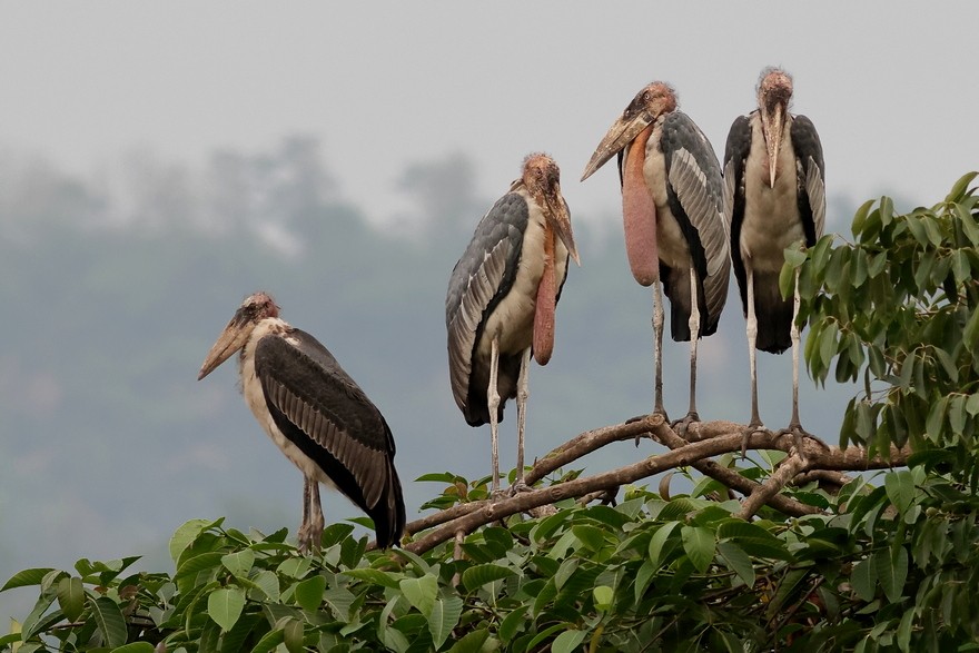Greater Adjutant - ML637490156