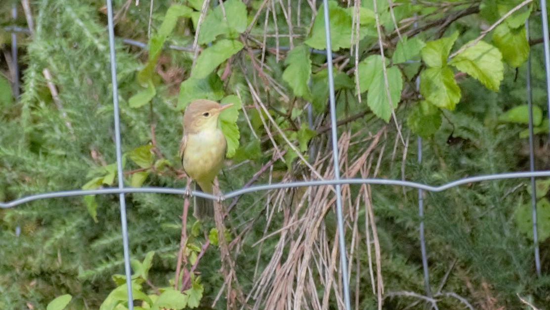 Melodious Warbler - ML637490160