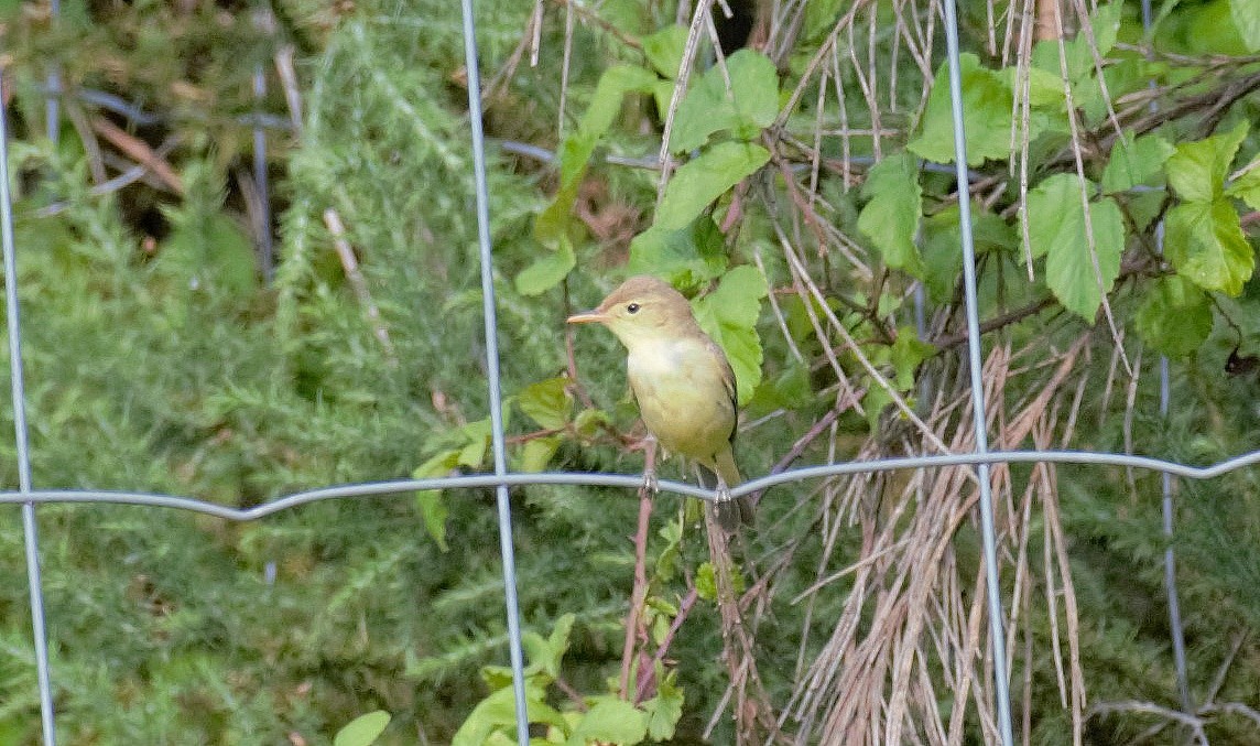Melodious Warbler - ML637490161