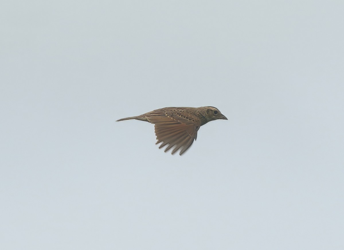 Singing Bushlark - ML637490171