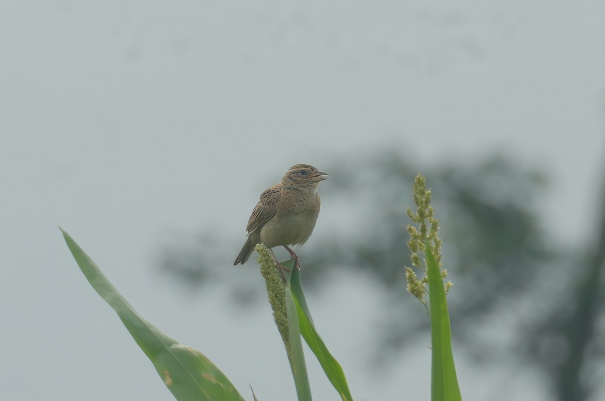 Singing Bushlark - ML637490172