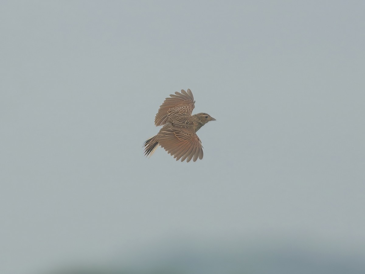 Singing Bushlark - ML637490173