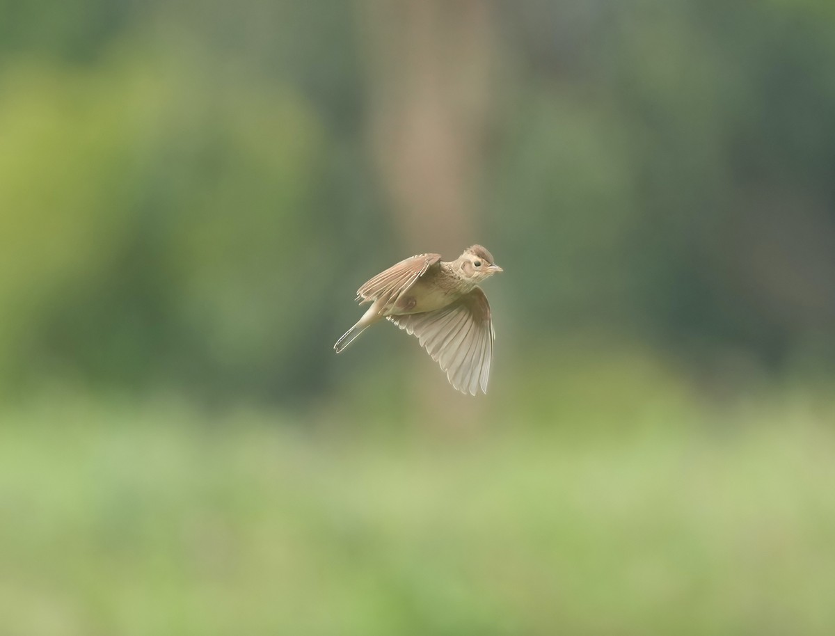 Singing Bushlark - ML637490174
