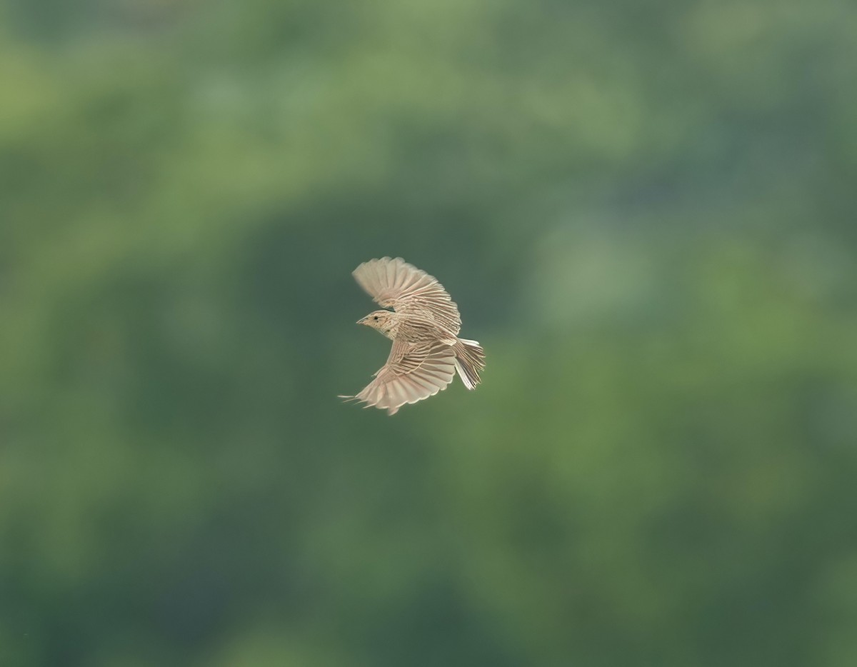 Singing Bushlark - ML637490176