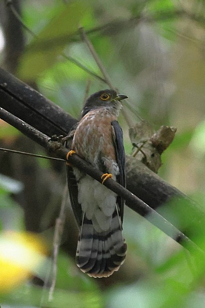 Hodgson's Hawk-Cuckoo - ML637490204