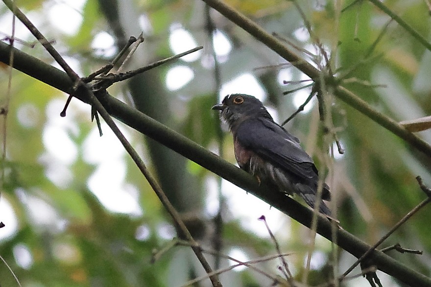 Hodgson's Hawk-Cuckoo - ML637490205