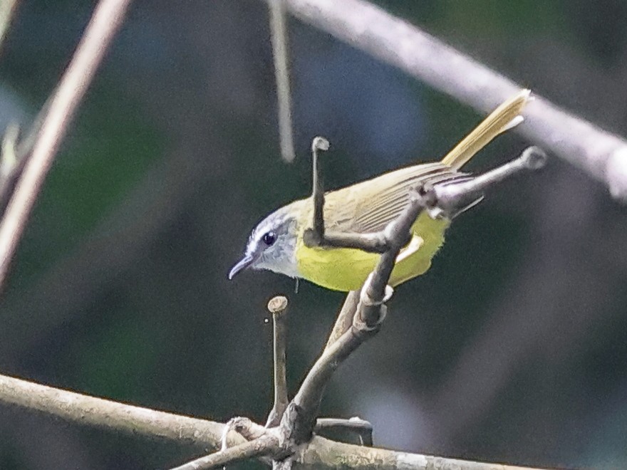 Yellow-bellied Warbler - ML637490216